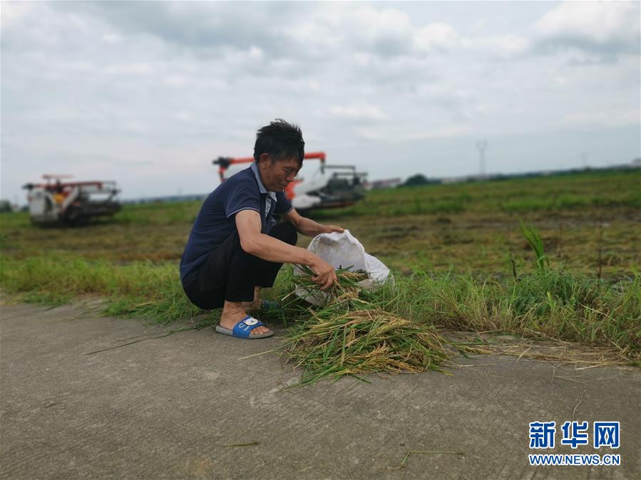 （新華視點(diǎn)·聚焦餐桌外的浪費(fèi)·圖文互動(dòng)）（1）顆粒歸倉(cāng)為何難實(shí)現(xiàn)？我國(guó)糧食收割環(huán)節(jié)損失驚人