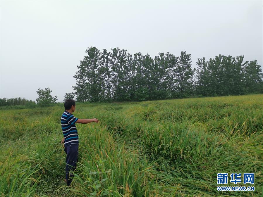 （新華視點(diǎn)·聚焦餐桌外的浪費(fèi)·圖文互動(dòng)）（2）顆粒歸倉(cāng)為何難實(shí)現(xiàn)？我國(guó)糧食收割環(huán)節(jié)損失驚人