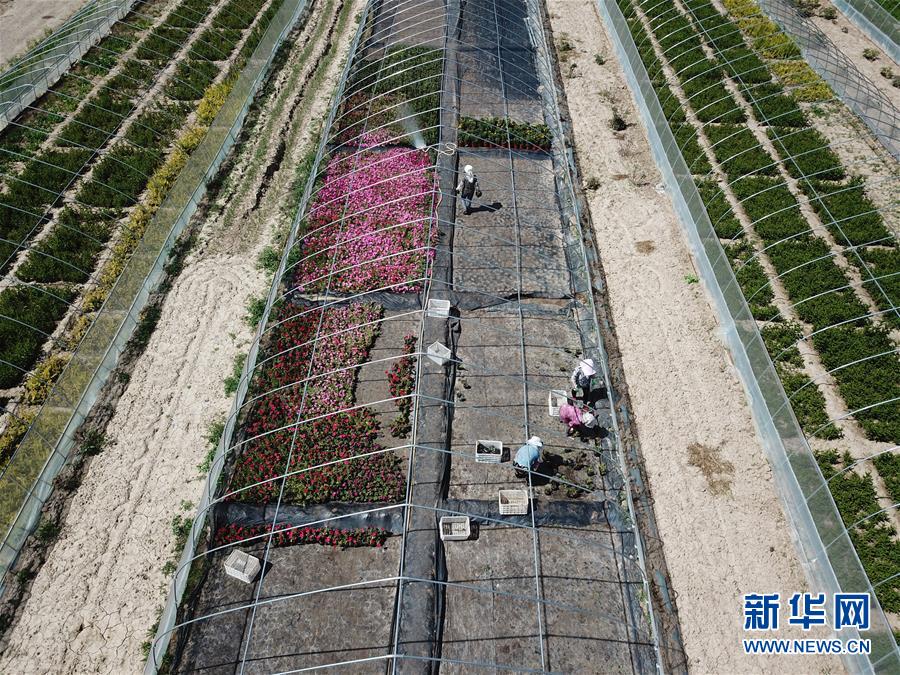 （新華全媒頭條·走向我們的小康生活·圖文互動(dòng)）（1）“苦甲”不再，“甘味”綿長(zhǎng)——脫貧攻堅(jiān)的甘肅味道