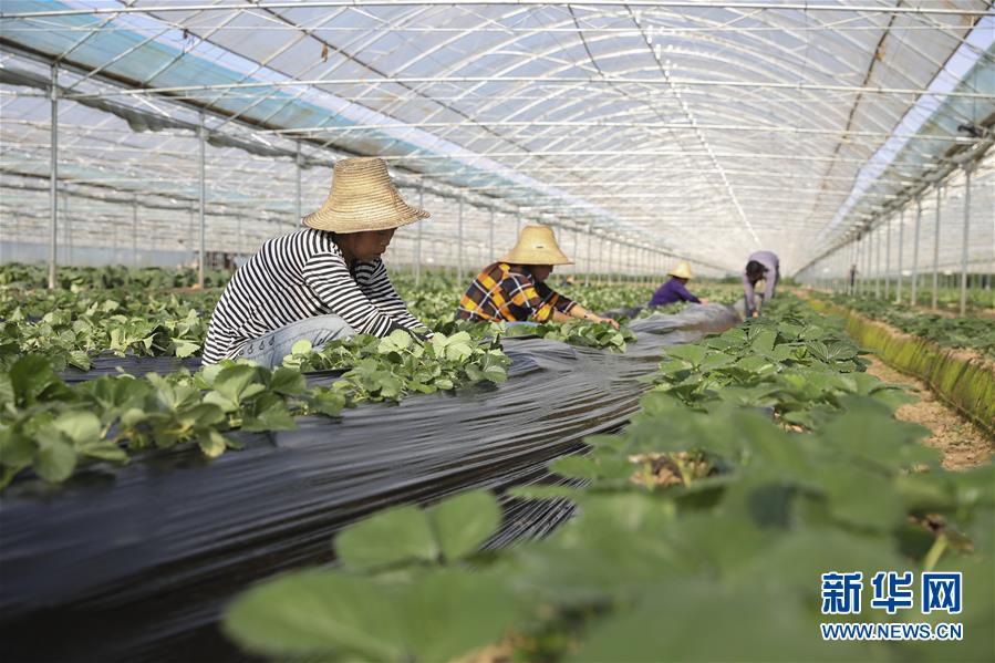 （新華全媒頭條·決戰(zhàn)決勝脫貧攻堅·督戰(zhàn)未摘帽貧困縣·圖文互動）（12）不獲全勝，決不收兵——全國52個掛牌督戰(zhàn)貧困縣脫貧攻堅紀實