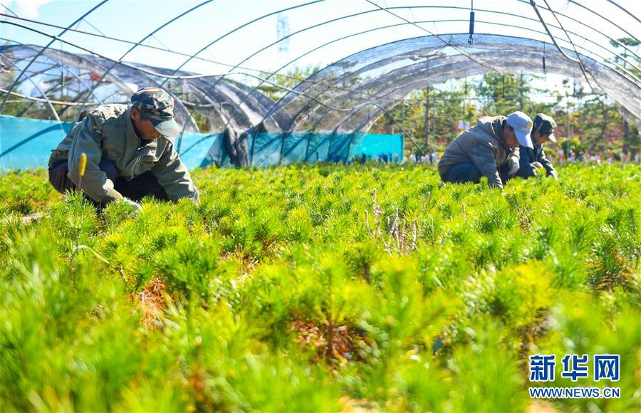 （在習近平新時代中國特色社會主義思想指引下——新時代新作為新篇章·習近平總書記關切事·圖文互動）（8）綠意，在黃沙中鋪展——我國防沙治沙紀實