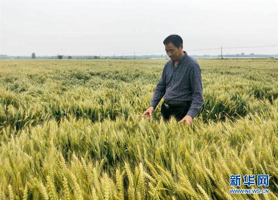 （在習(xí)近平新時代中國特色社會主義思想指引下——新時代新作為新篇章·習(xí)近平總書記關(guān)切事·圖文互動）（1）新農(nóng)事、新希望——夏收前田間新動態(tài)掃描