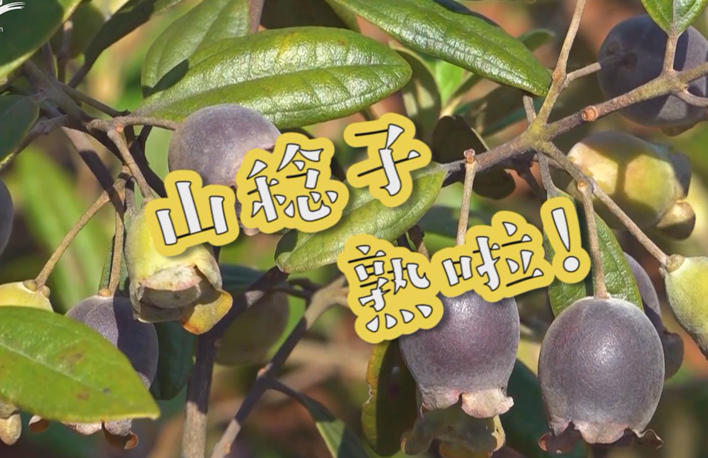 走向我們的小康生活丨山稔子熟啦！