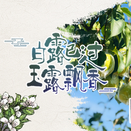 白露已過(guò)，玉露飄香