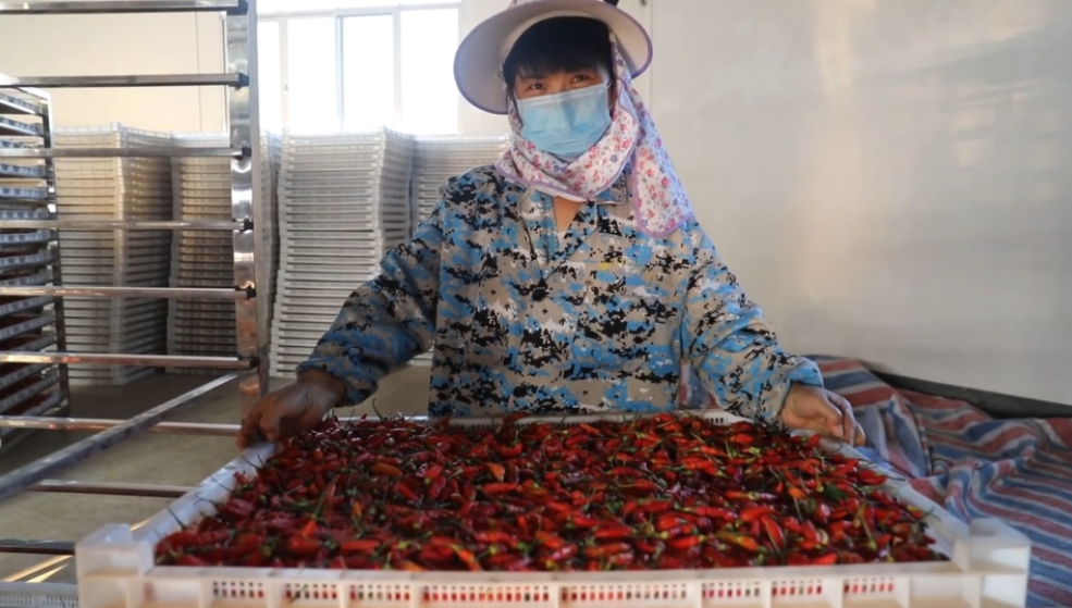 你怎么“辣”么好看！小辣椒映紅脫貧路