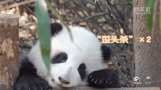 請注意，前方有滾滾發(fā)起近距離“歪頭殺”
