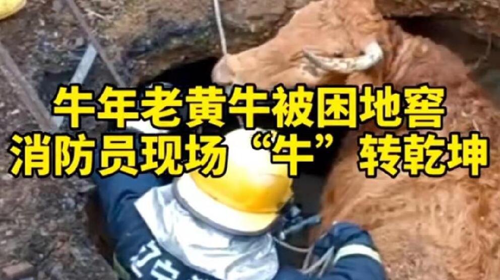 牛年老黃牛被困地窖，消防員現(xiàn)場(chǎng)“牛”轉(zhuǎn)乾坤！