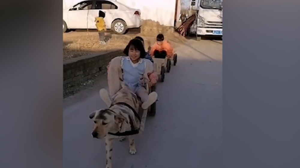男子給孩子做縮小版小火車，家里的狗狗做動(dòng)力拉著孩子上學(xué)