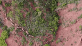 “象”往何方？ 象群正翻山南行 當地有序疏散群眾