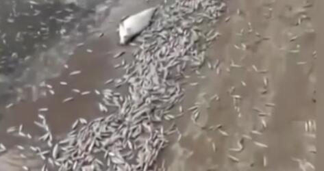 調(diào)查！藍綠藻暴發(fā) 俄多地魚類大規(guī)模死亡