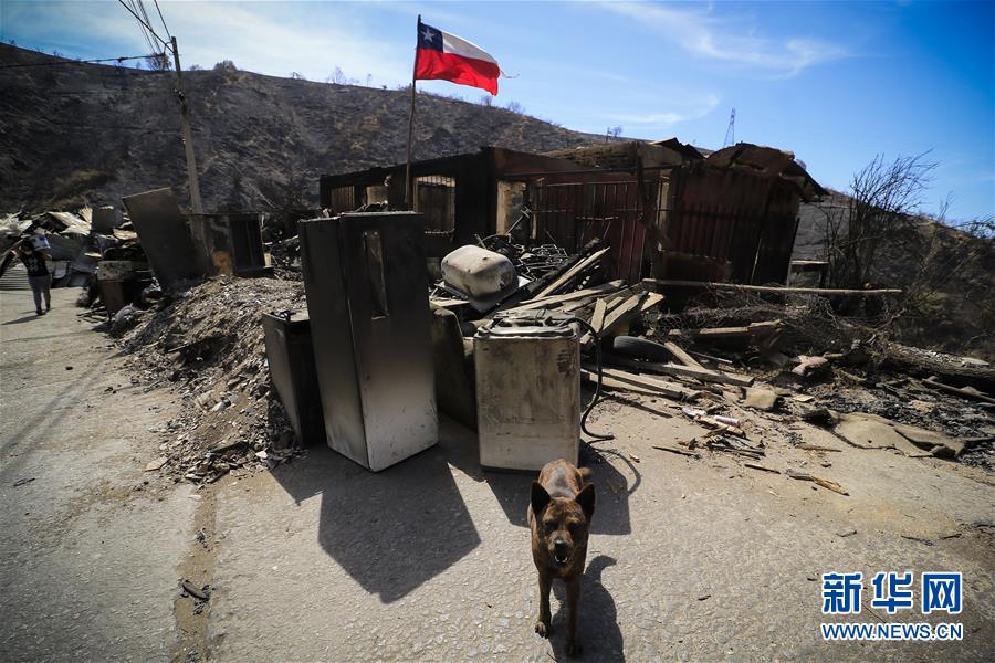 （國際&middot;圖文互動(dòng)）（1）智利瓦爾帕萊索森林大火殃及200多所房屋